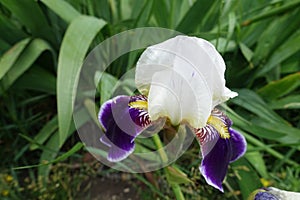 White and purple flower of Iris germanica