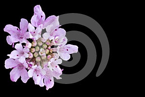 White and purple flower isolated on black