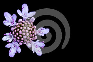White and purple flower isolated on black