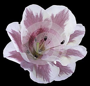 White-purple flower lily on the black isolated background with clipping path no shadows. Closeup.