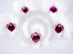 white-purple flower orchids isolated on white background cooktown ,Dendrobium bigibbum mauve butterfly orchid