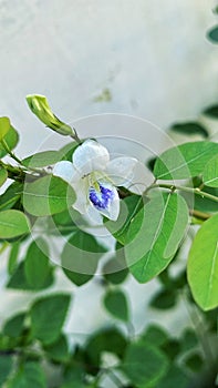 a white purple flower of rumput israel photo