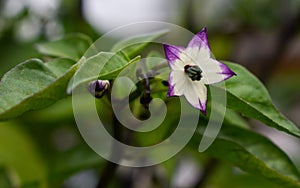 White and purple flower of Solanum species or Nightshade