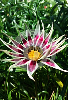 White and Purple Flower with Yellow Stamen