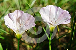 White purple flowers of bindweed in summer garden