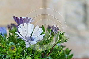 White and purple flowers with green leaves in Matera, Italy