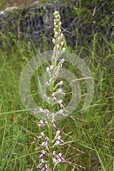 Blossom of Himantoglossum adriaticum photo