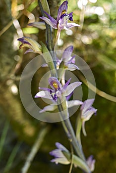 White and purple flowers of Limodorum abortivum