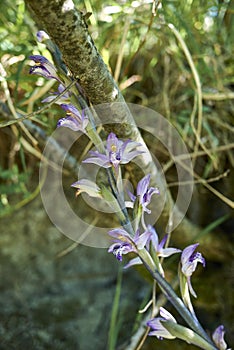 White and purple flowers of Limodorum abortivum