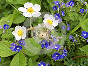 White and purple flowers on the meadowland