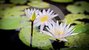 White, purple flowers, yellow stamens of Nymphaea stellata Willd., family name Nymphaeaceae, that occurs naturally photo