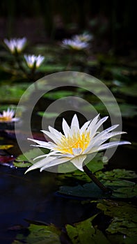 White, purple flowers, yellow stamens of Nymphaea stellata Willd., family name Nymphaeaceae photo