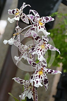 The white and purple freckled flowers of Aliceara Tropic Lily \'Hilo Space Ship photo