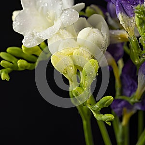 White and purple freesia flower bouquet with drops of dew, macro isolated against a black background. The branch of freesia with