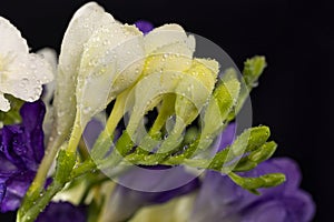 White and purple freesia flower bouquet with drops of dew, macro isolated against a black background. The branch of freesia with