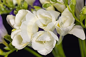 White and purple freesia flower bouquet with drops of dew, macro isolated against a black background. The branch of freesia with