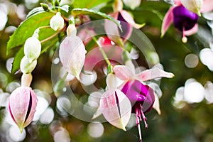 White and purple Fuchsia La Campanella photo