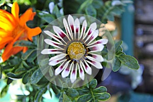 White and Purple Gazania Flower