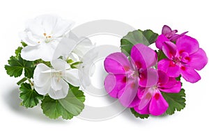 White and purple geranium flower blossoms with green leaves isolated on white background