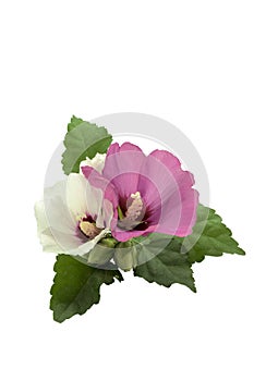 White and purple hibiscus flower
