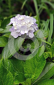 White and purple Hydrangea or Hortensia flowers