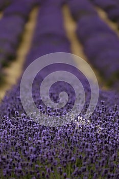 White and purple lavender