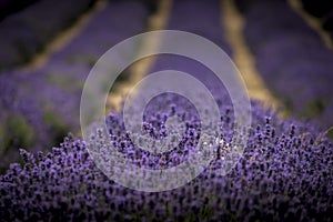 White and purple lavender