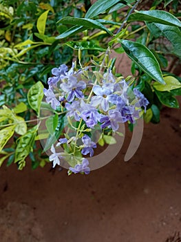 white purple lilac flower of garden nature Naturally photo