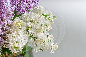 white and purple lilac flowers in a vase