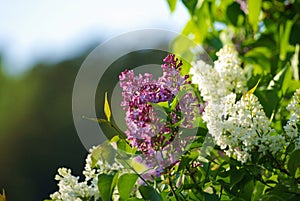 White and purple Lilacs