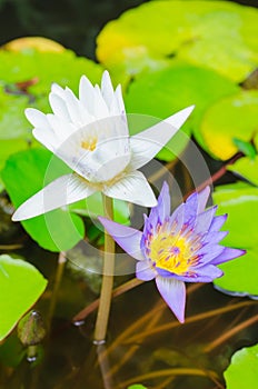 White and purple lotus flowers on green background.