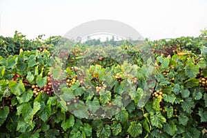 White and Purple Muscadine Grapes on Vine