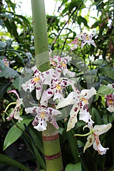 White and Purple Odontoglossum Orchid Flowers in a Tropical Setting