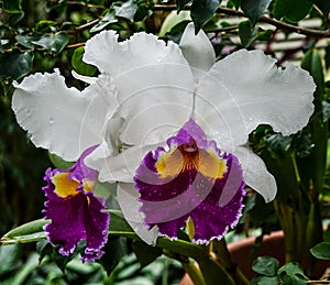 A White and Purple Orchid