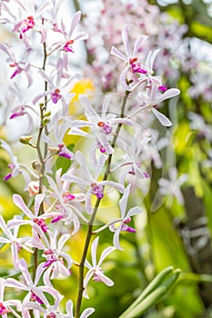 White purple orchid, Arachnostylis Chorchalood.