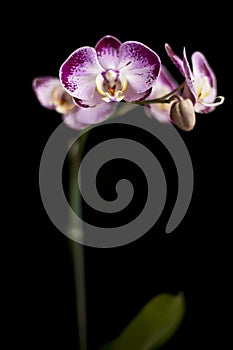 Biely purpurová orchidea v čierny 