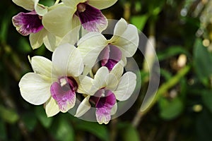 White and purple orchid with blurred background