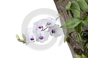 White and purple orchid flower bouquet bloom on commensalism  big tree in the garden isolated on white background. photo