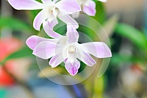 white and purple orchid flower or purple orchid or white and purple orchid flower, orchid or ORCHIDACEAE
