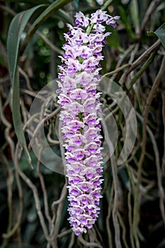 White and Purple orchid on green leaves background