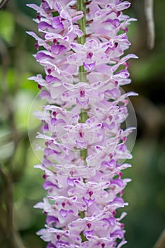 White and Purple orchid on green leaves background