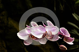 White purple orchid Orchidaceae phalenopsis grow in the cave