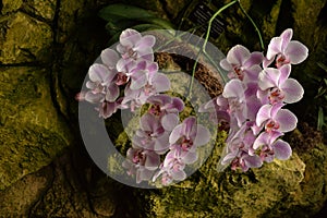 White purple orchid Orchidaceae phalenopsis  grow hanged on the rock