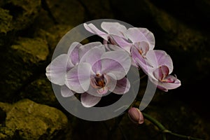 White purple orchid Orchidaceae phalenopsis  grow near the rock