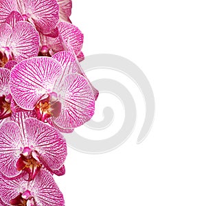White with purple Orchid Phalaenopsis on white background