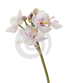 White Purple orchid, Philippine ground orchid, Tropical flowers isolated on white background, with clipping path