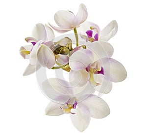 White Purple orchid, Philippine ground orchid, Tropical flowers isolated on white background, with clipping path