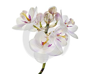 White Purple orchid, Philippine ground orchid, Tropical flowers isolated on white background, with clipping path