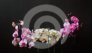 White and purple orchids on dark background