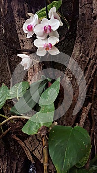 White Purple Orquidea photo